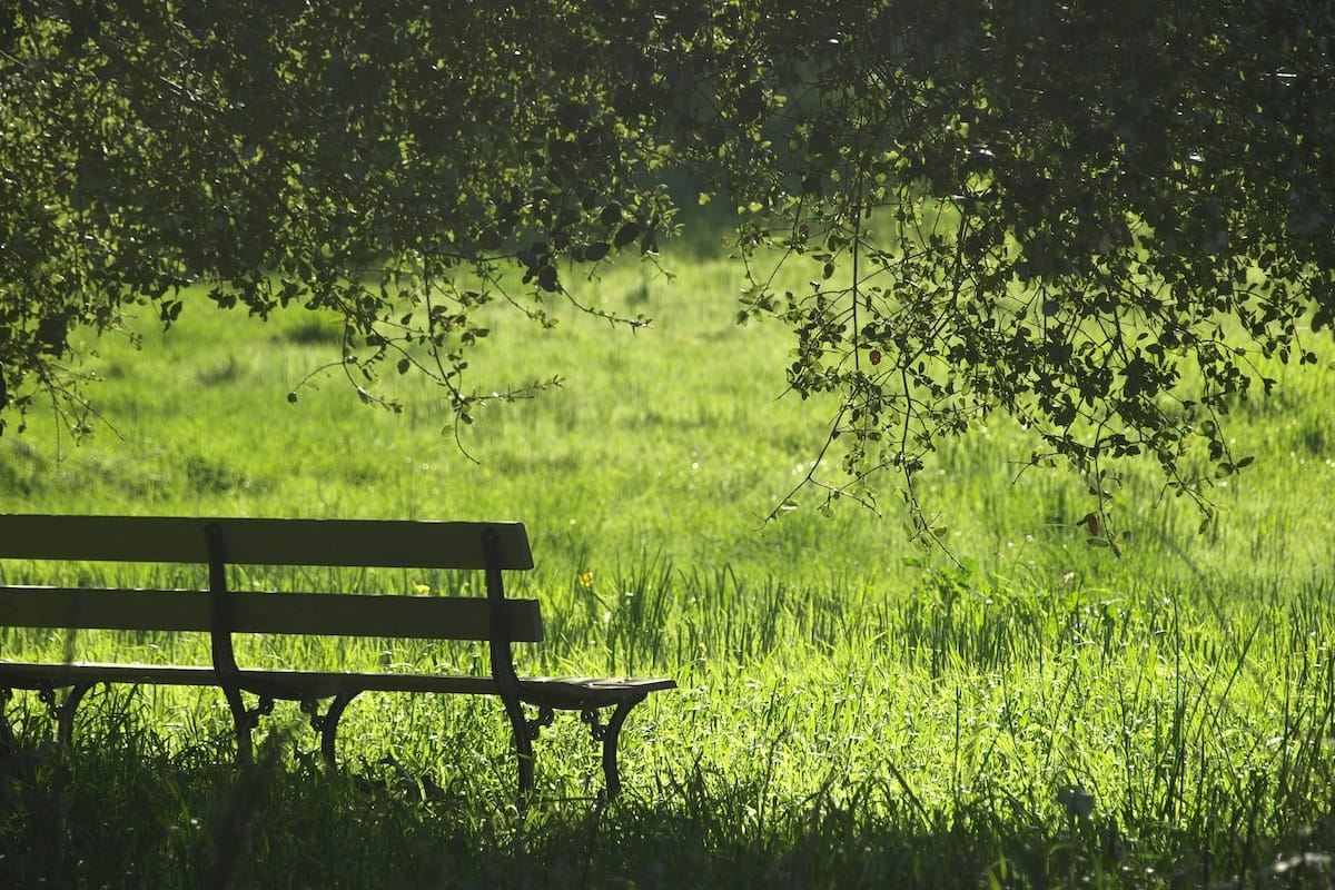 A wooden park bench sits in the shade of lush green trees, overlooking a sunlit field. The scene evokes a peaceful, serene atmosphere.
